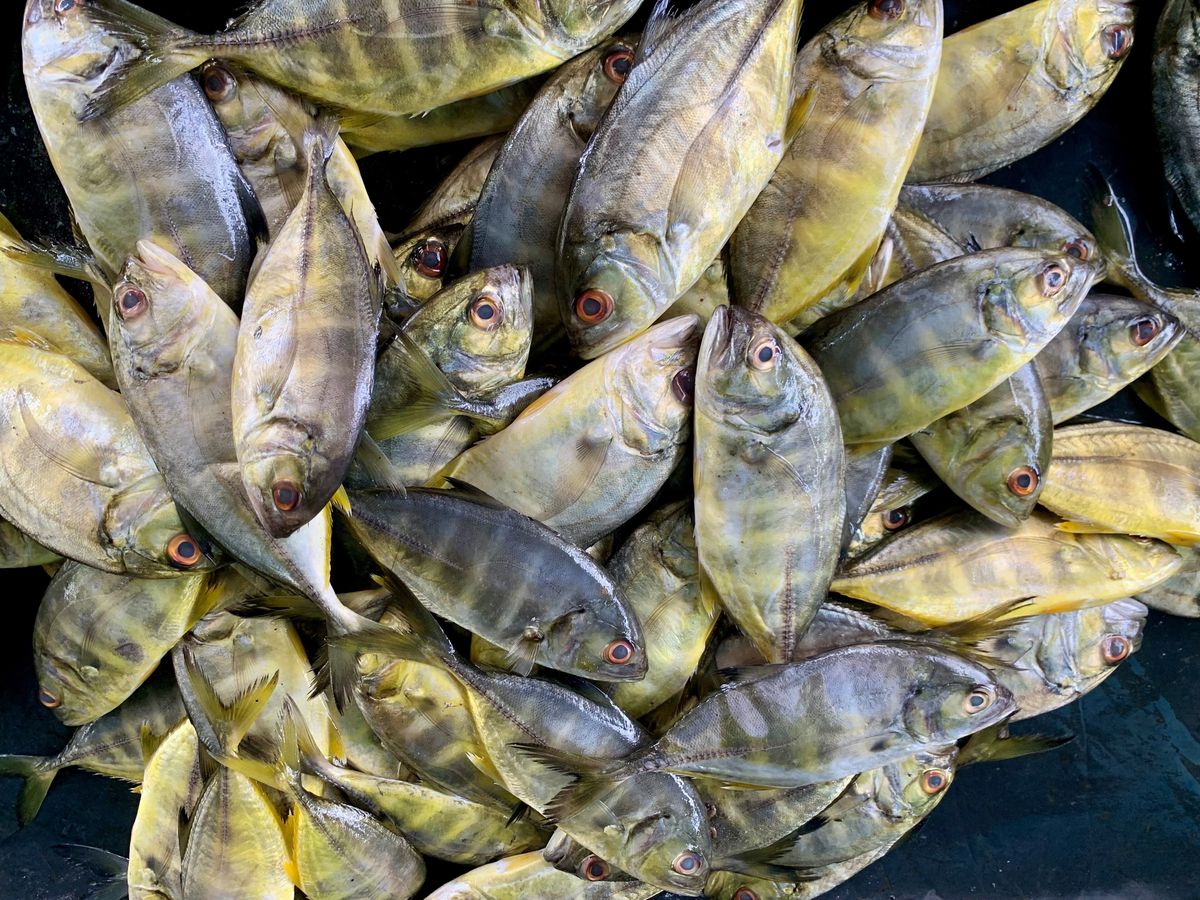 A fresh catch of fish